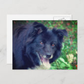 Border Collie Lächeln Niedlicher Hund Postkarte (Vorne/Hinten)