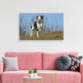 Border Collie Leg angehoben Leinwanddruck (Insitu (Wohnzimmer))