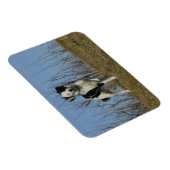 Border Collie Leg angehoben Magnet (Rechte Seite)