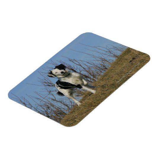 Border Collie Leg angehoben Magnet (Linke Seite)