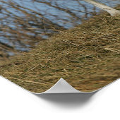 Border Collie Leg angehoben Poster (Ecke)