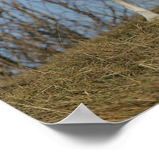 Border Collie Leg angehoben Poster (Ecke)