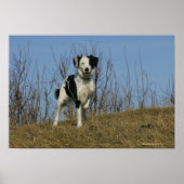 Border Collie Leg angehoben Poster (Vorne)