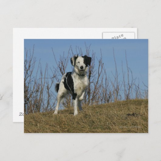 Border Collie Leg angehoben Postkarte (Vorne/Hinten)