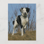 Border Collie Leg angehoben Postkarte (Vorderseite)