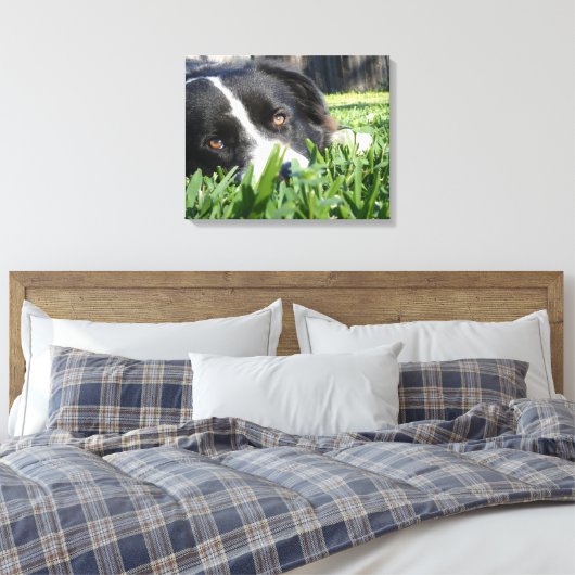 Border Collie Leinwanddruck (Insitu (Schlafzimmer))