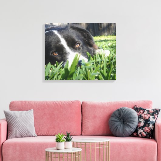 Border Collie Leinwanddruck (Insitu (Wohnzimmer))