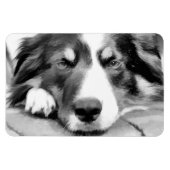 BORDER COLLIE MAGNET (Horizontal)