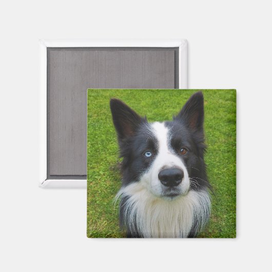 Border Collie Magnet (Vorderseite/Rückseite)