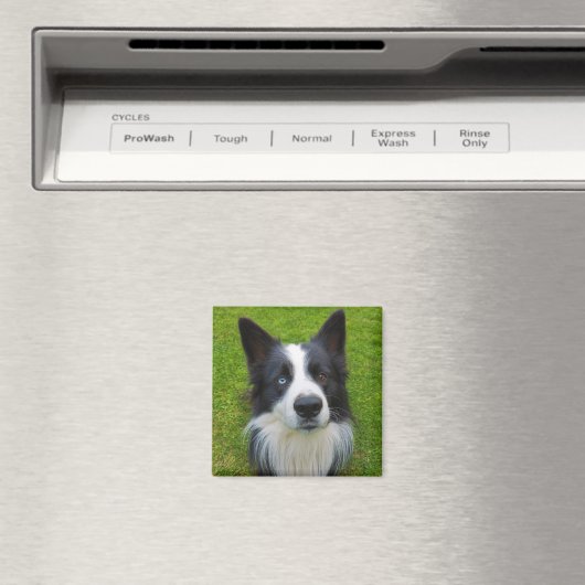 Border Collie Magnet (In Situ (Geschirrspüler))