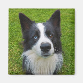 Border Collie Magnet (Vorne)