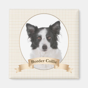 Border Collie Magnet