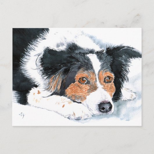 Border Collie Mattie Post Cards Postkarte (Vorderseite)