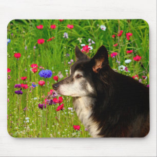 Border Collie mit schönen Blume Mousepad