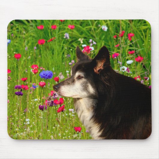 Border Collie mit schönen Blume Mousepad (Vorne)
