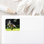 Border Collie mit Seifenblase (Insitu)
