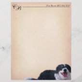 Border Collie Mix (Vorderseite)