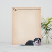 Border Collie Mix (Stehend Vorderseite)