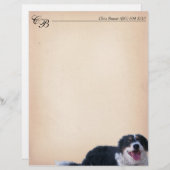 Border Collie Mix (Vorne/Hinten)