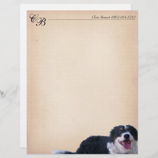 Border Collie Mix (Vorne/Hinten)