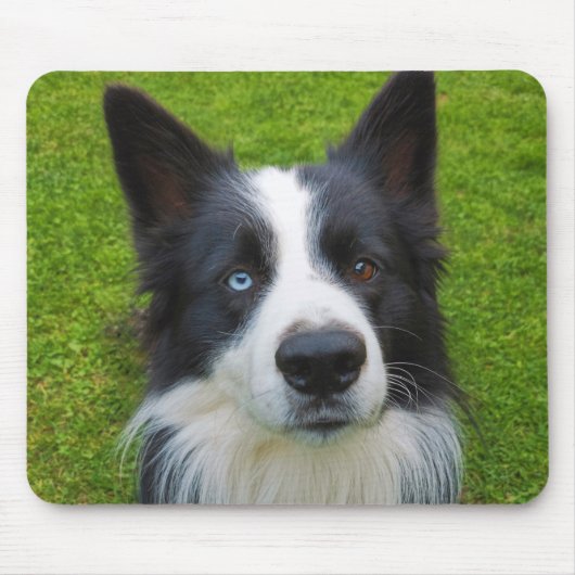 Border Collie Mousepad (Vorne)