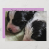 Border-Collie-neugeborene Welpen Einladung (Vorne/Hinten)