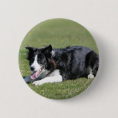 Border-Collie-Niederlegung Button (Vorderseite)