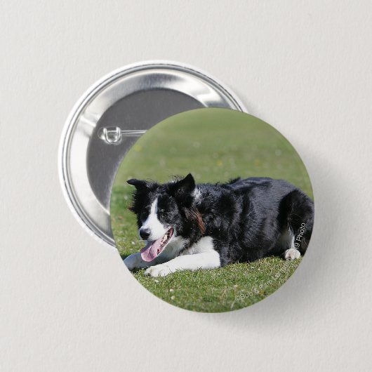Border-Collie-Niederlegung Button (Vorne & Hinten)