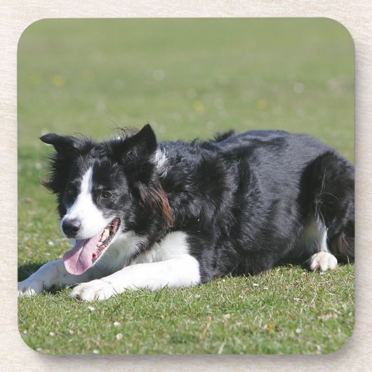 Border-Collie-Niederlegung Getränkeuntersetzer (Vorderseite)
