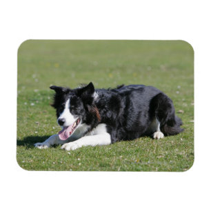 Border-Collie-Niederlegung Magnet