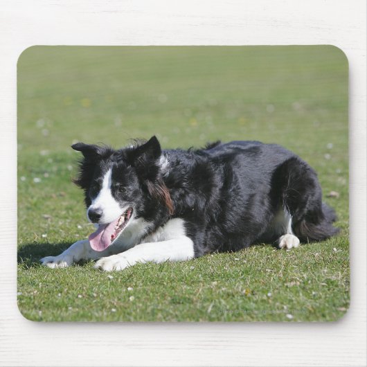 Border-Collie-Niederlegung Mousepad (Vorne)