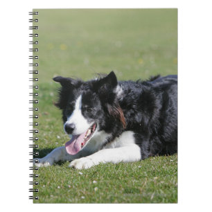 Border-Collie-Niederlegung Notizblock