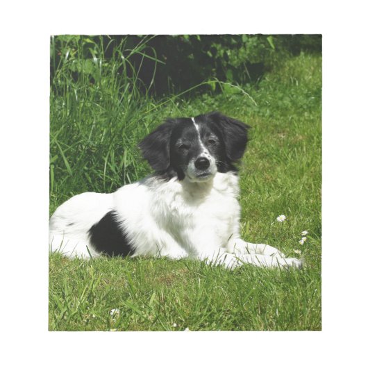 Border Collie Notizblock (Vorderseite)