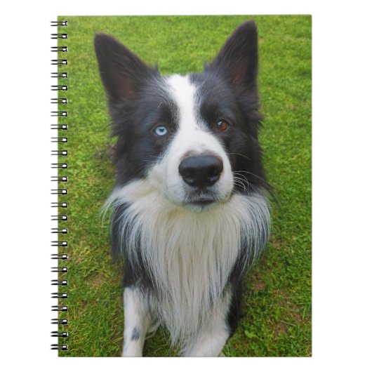 Border Collie Notizblock (Vorderseite)