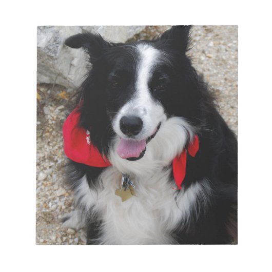 Border Collie Notizblock (Vorderseite)
