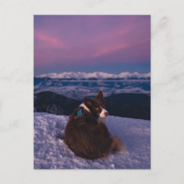 Border Collie on Snowy Mountain Peak at Sunset Postkarte