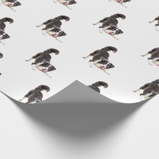 Border Collie on White Geschenkpapier (Ecke)
