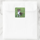 Border Collie p3 Quadratischer Aufkleber (Tasche)