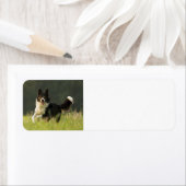 Border Collie p9 (Insitu)