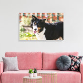Border Collie Panting 1 Leinwanddruck (Insitu (Wohnzimmer))