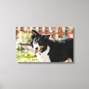 Border Collie Panting 1 Leinwanddruck