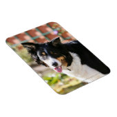 Border Collie Panting 1 Magnet (Rechte Seite)