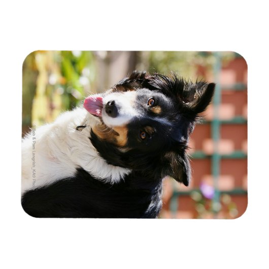 Border Collie Panting 1 Magnet (Horizontal)