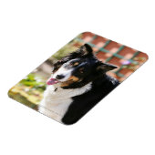 Border Collie Panting 1 Magnet (Linke Seite)