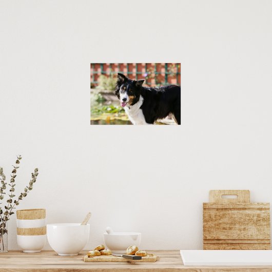 Border Collie Panting 1 Poster (Küche)