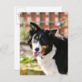 Border Collie Panting 1 Postkarte (Vorne/Hinten)