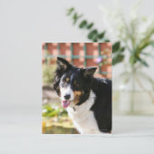 Border Collie Panting 1 Postkarte (Stehend Vorderseite)