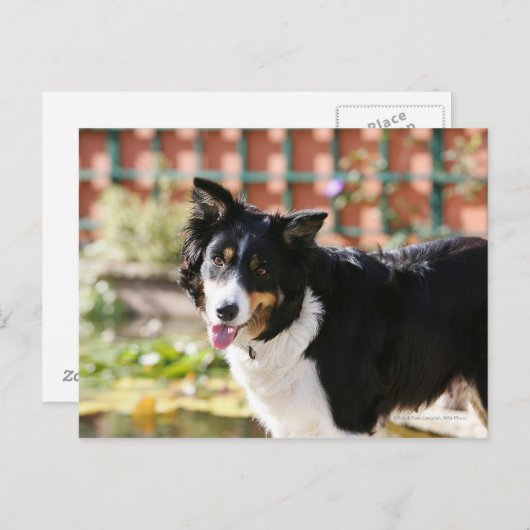 Border Collie Panting 1 Postkarte (Vorne/Hinten)
