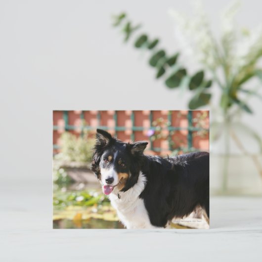 Border Collie Panting 1 Postkarte (Stehend Vorderseite)