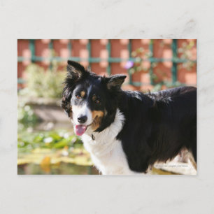 Border Collie Panting 1 Postkarte